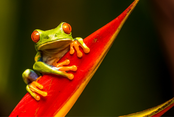 green frog with red eyes sits on a red leaf staring at camera - eat the frog