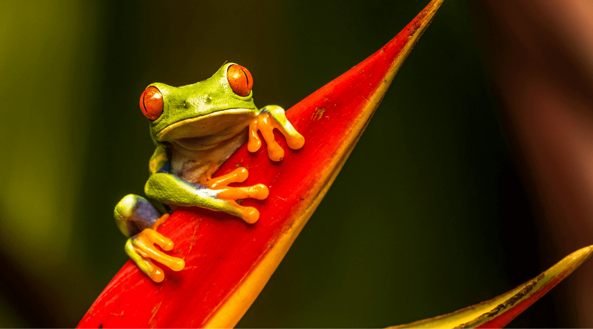 Eating the Frog: How to Stop Procrastinating