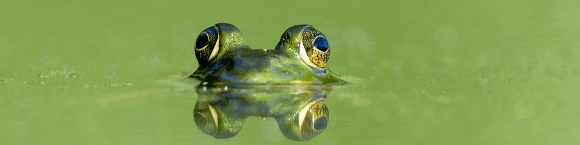 green frog with head above water
